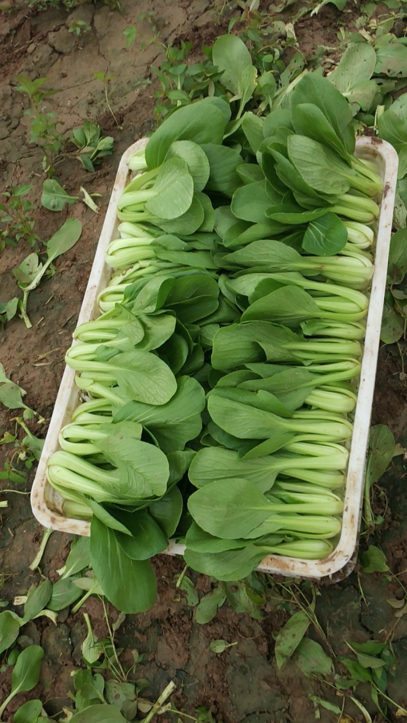 山东基地，常年供应，上海青，小油菜保质保量