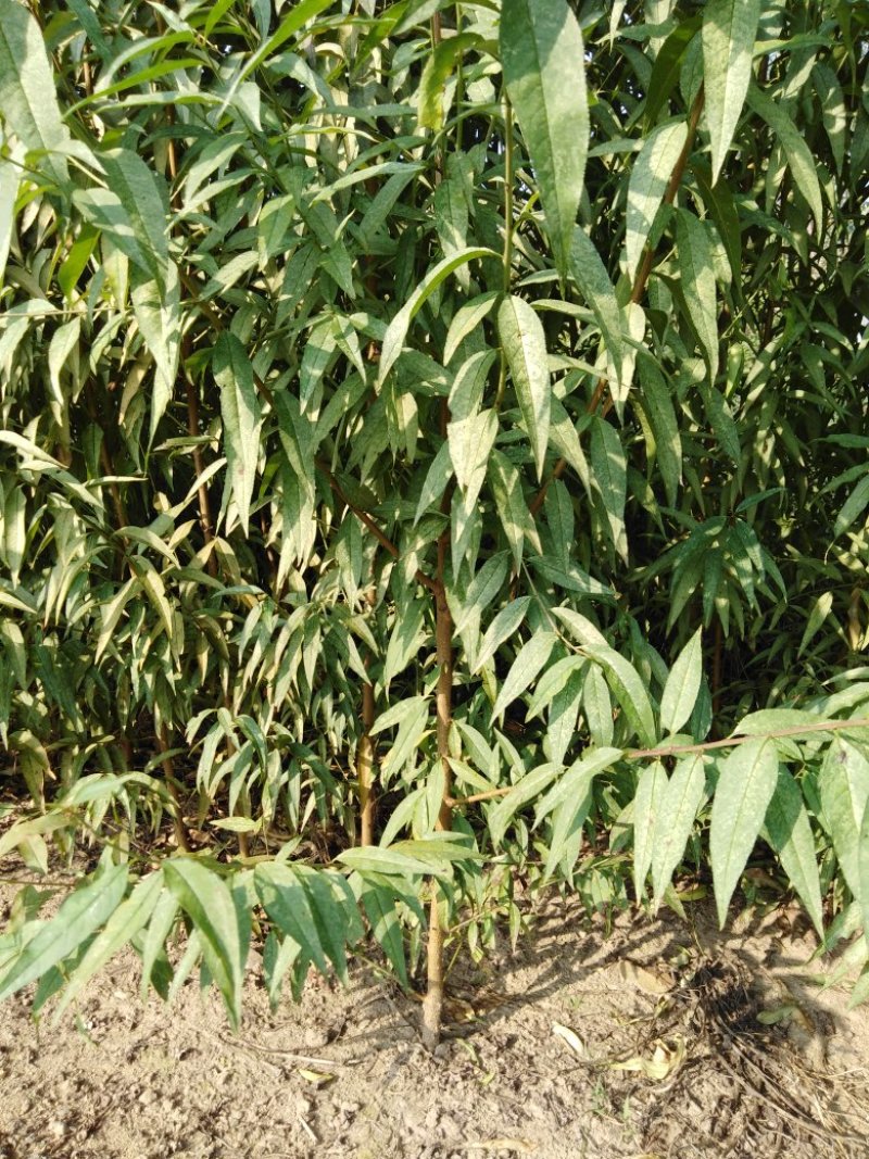 毛桃苗，品质优良，基地直供发货包邮现挖现发