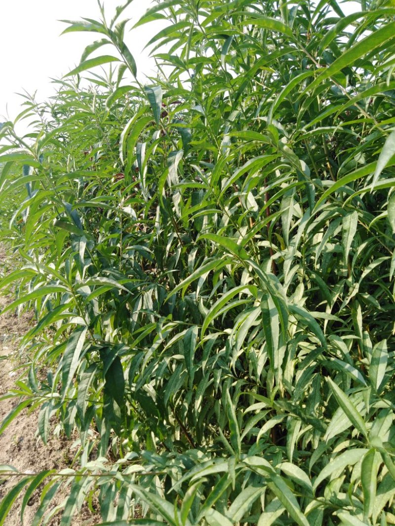 毛桃苗，品质优良，基地直供发货包邮现挖现发