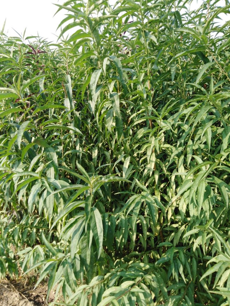 毛桃苗，品质优良，基地直供发货包邮现挖现发