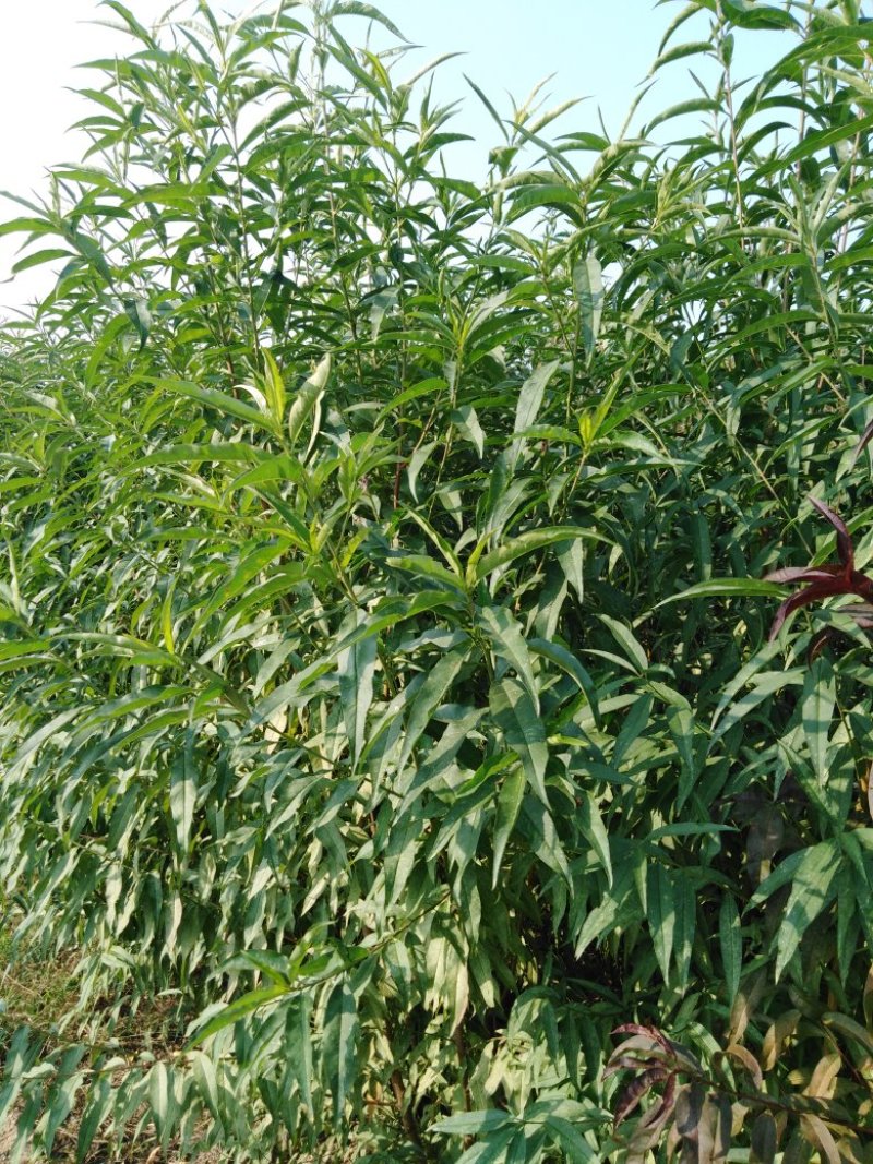 毛桃苗，品质优良，基地直供发货包邮现挖现发