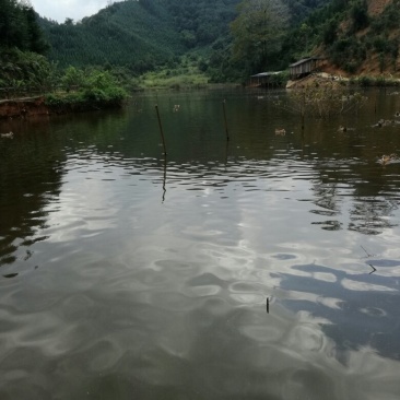 清水鸭