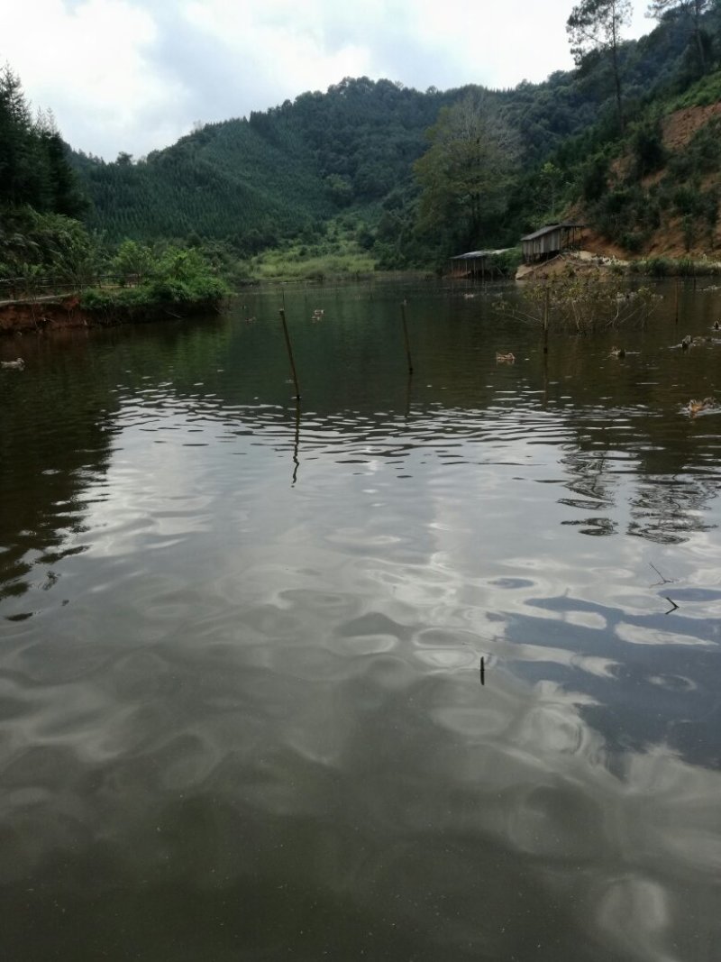 清水鸭