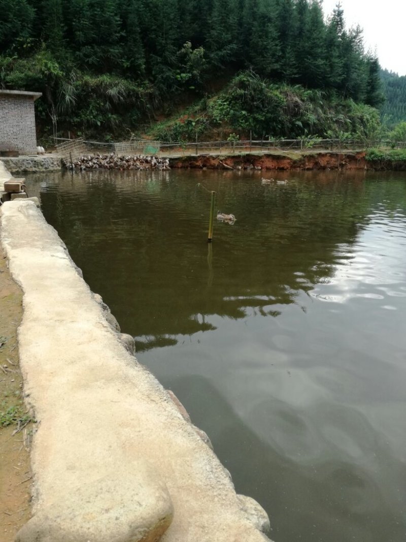 清水鸭