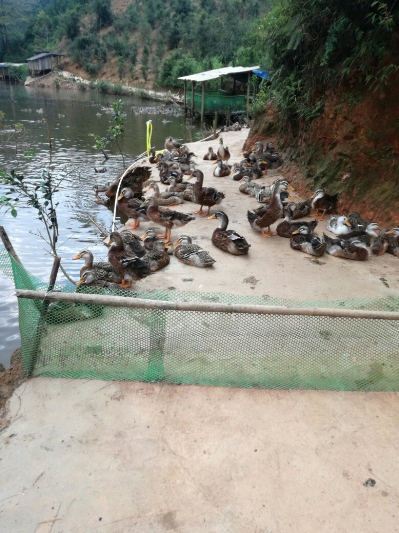 清水鸭
