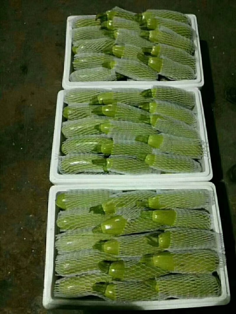 西胡芦，青州西葫芦大量供应，质量好，产地直供各大市场商超