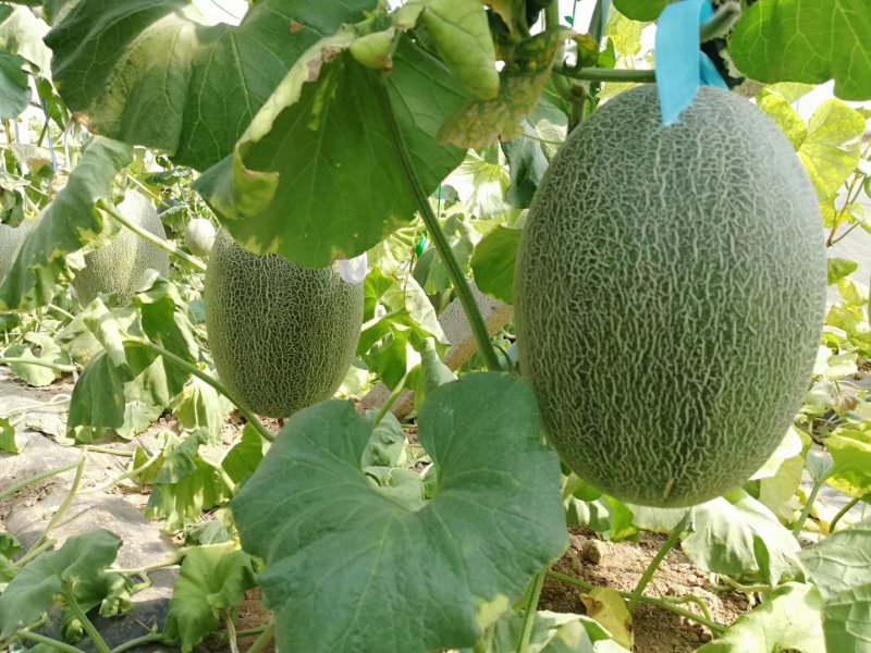 西州蜜25号