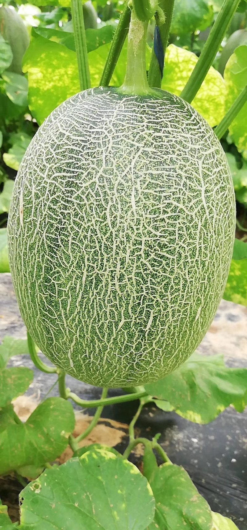 西州蜜25号