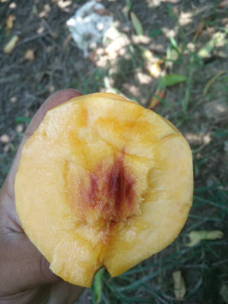 黄金蜜桃树苗