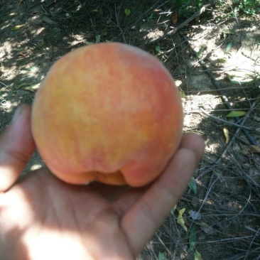 黄金蜜桃树苗