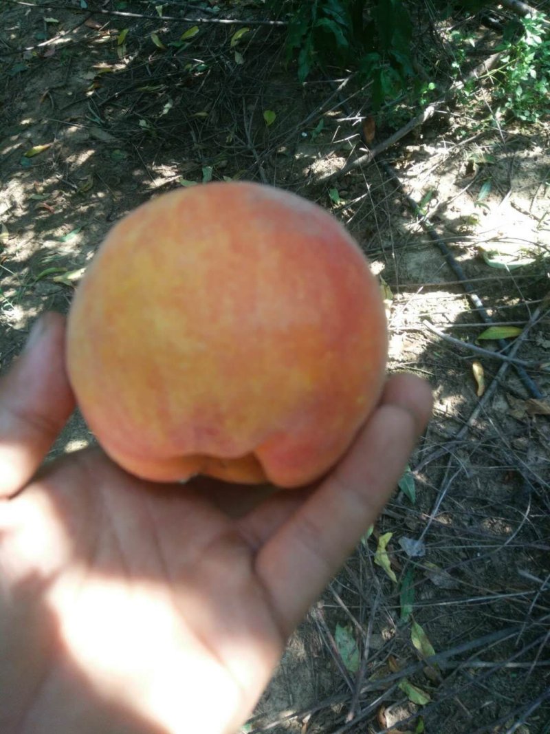 黄金蜜桃树苗