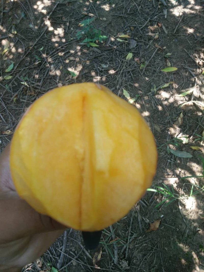 黄金蜜桃树苗