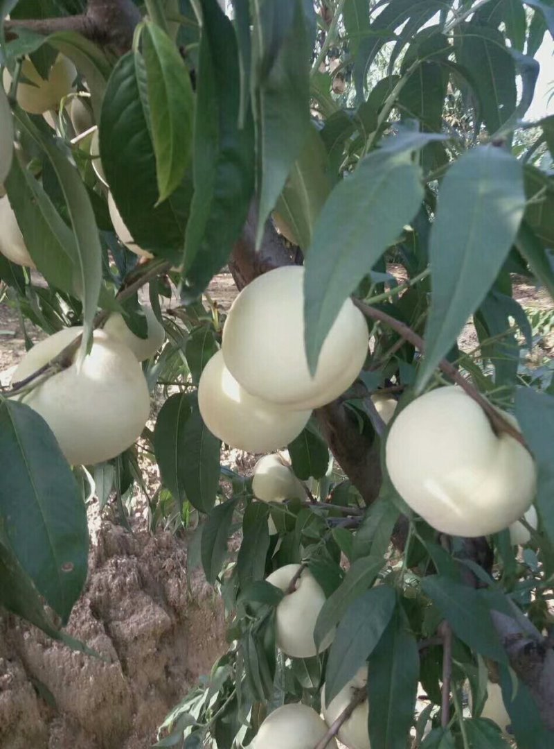 桃树苗嫁接桃树苗早中晚熟品种桃树苗基地直发量大从优可实