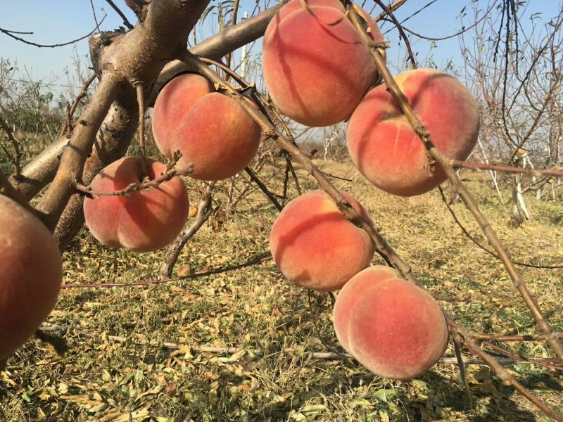 桃树苗嫁接桃树苗早中晚熟品种桃树苗基地直发量大从优可实