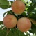 桃树苗嫁接桃树苗早中晚熟品种桃树苗基地直发量大从优可实