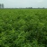 桃树苗嫁接桃树苗早中晚熟品种桃树苗基地直发量大从优可实