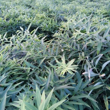 基地一手黄精销售四川不倒苗品种
