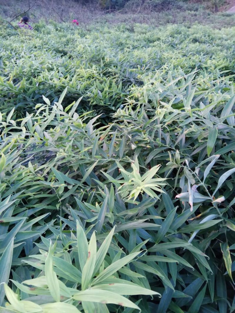 基地一手黄精销售四川不倒苗品种