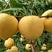 黄桃苗黄金蜜1-4号早中晚熟黄桃树苗品种全基地直发