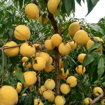 黄桃苗黄金蜜1-4号早中晚熟黄桃树苗品种全基地直发