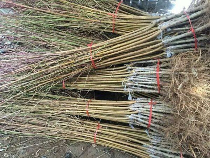 黄桃苗黄金蜜1-4号早中晚熟黄桃树苗品种全基地直发