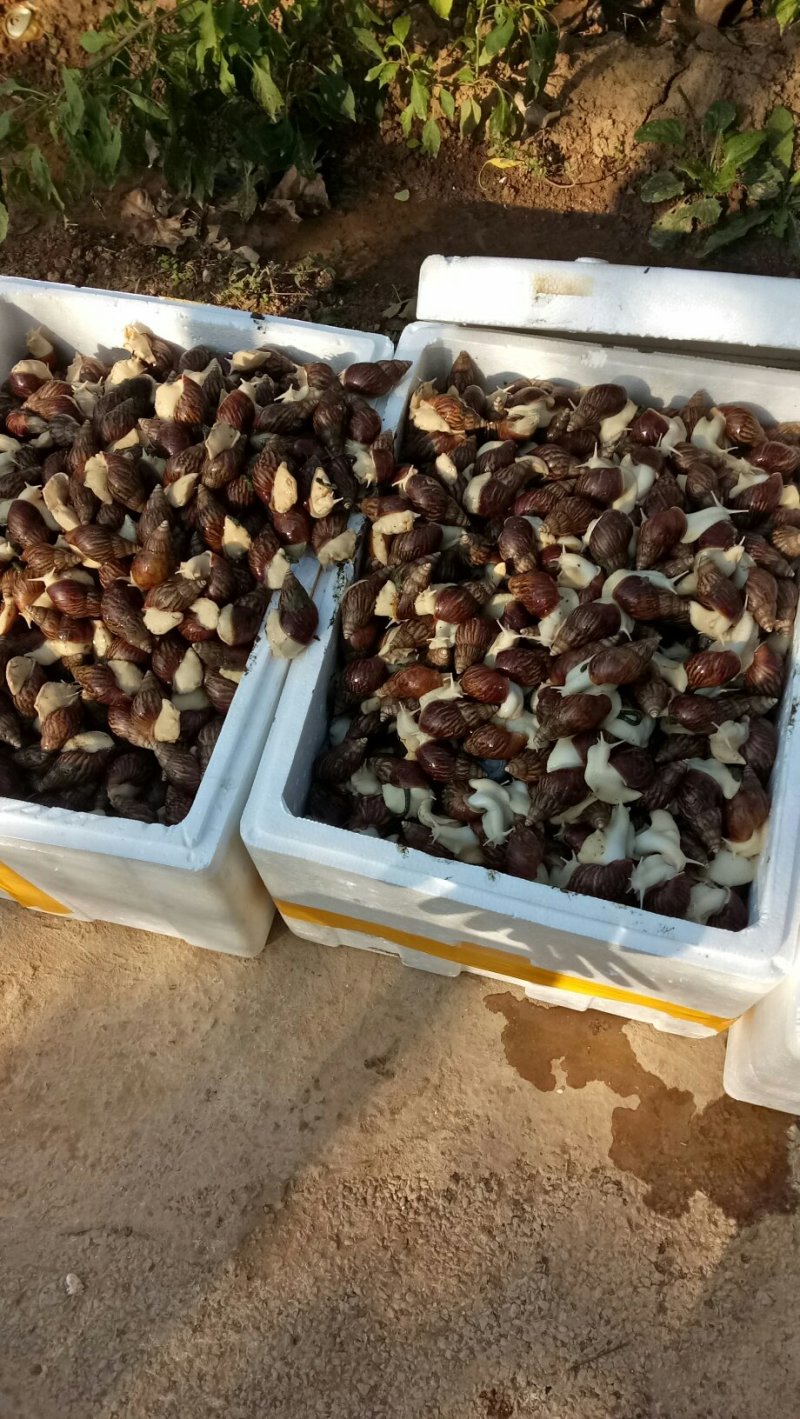 白玉蜗牛