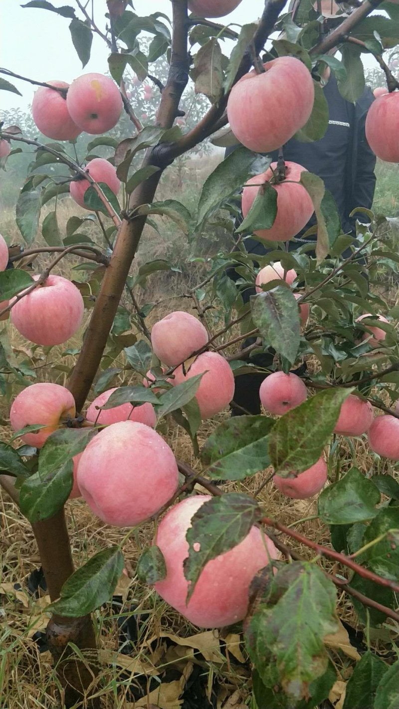 辽宁锦州北镇套袋寒富苹果。
