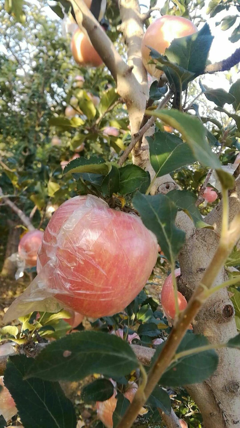 苹果