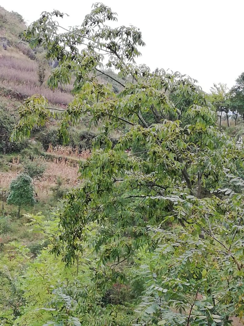 黄柏种子