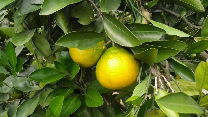 雪峰蜜橘，雪峰蜜桔，自家果园自产自销，酸甜可口，入口化渣