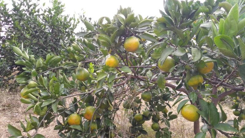 雪峰蜜橘，雪峰蜜桔，自家果园自产自销，酸甜可口，入口化渣