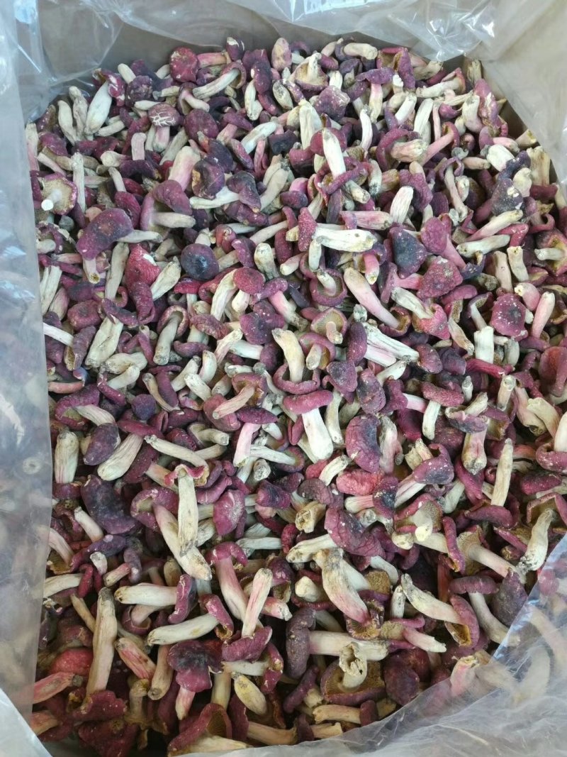 精品红菇野生红菇量大可优惠手挑精品中菇袋装500克/包