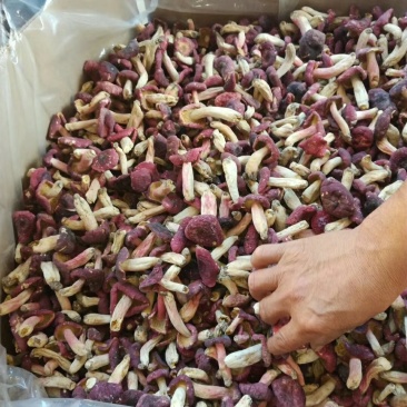 精品红菇野生红菇量大可优惠手挑精品中菇袋装500克/包
