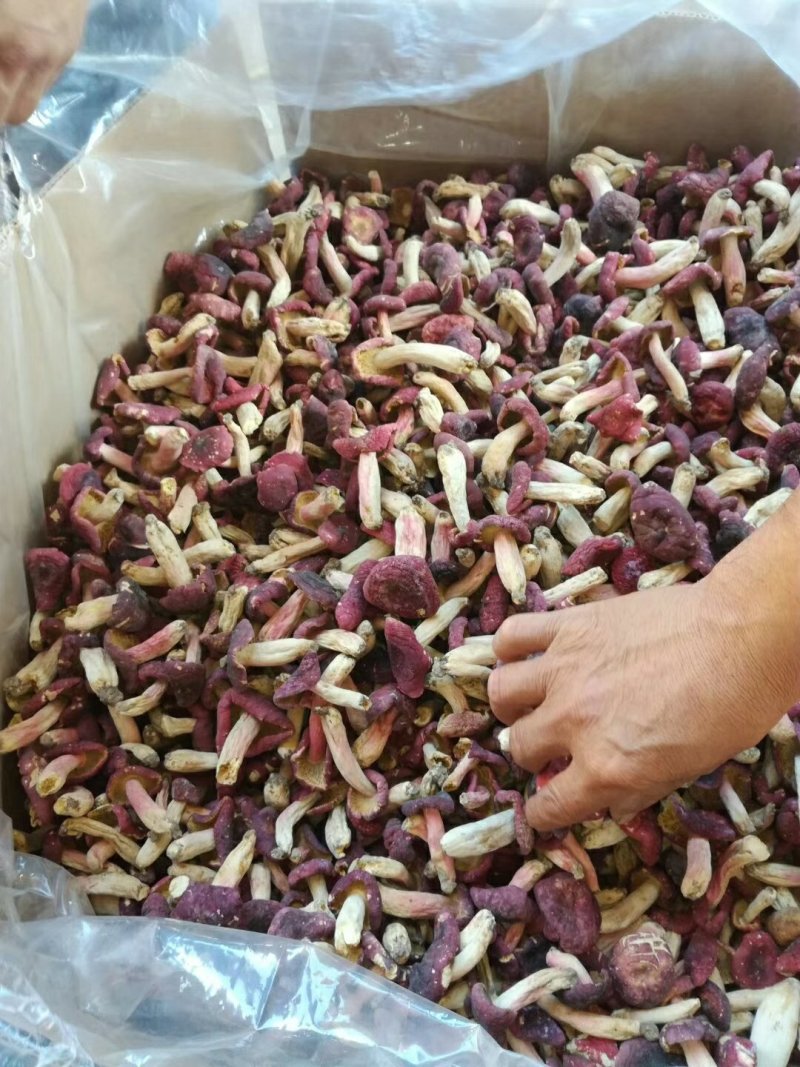 精品红菇野生红菇量大可优惠手挑精品中菇袋装500克/包