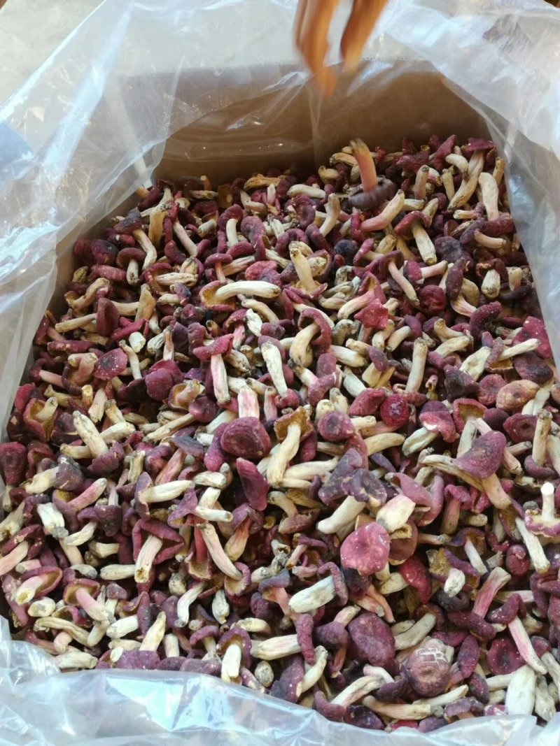 精品红菇野生红菇量大可优惠手挑精品中菇袋装500克/包
