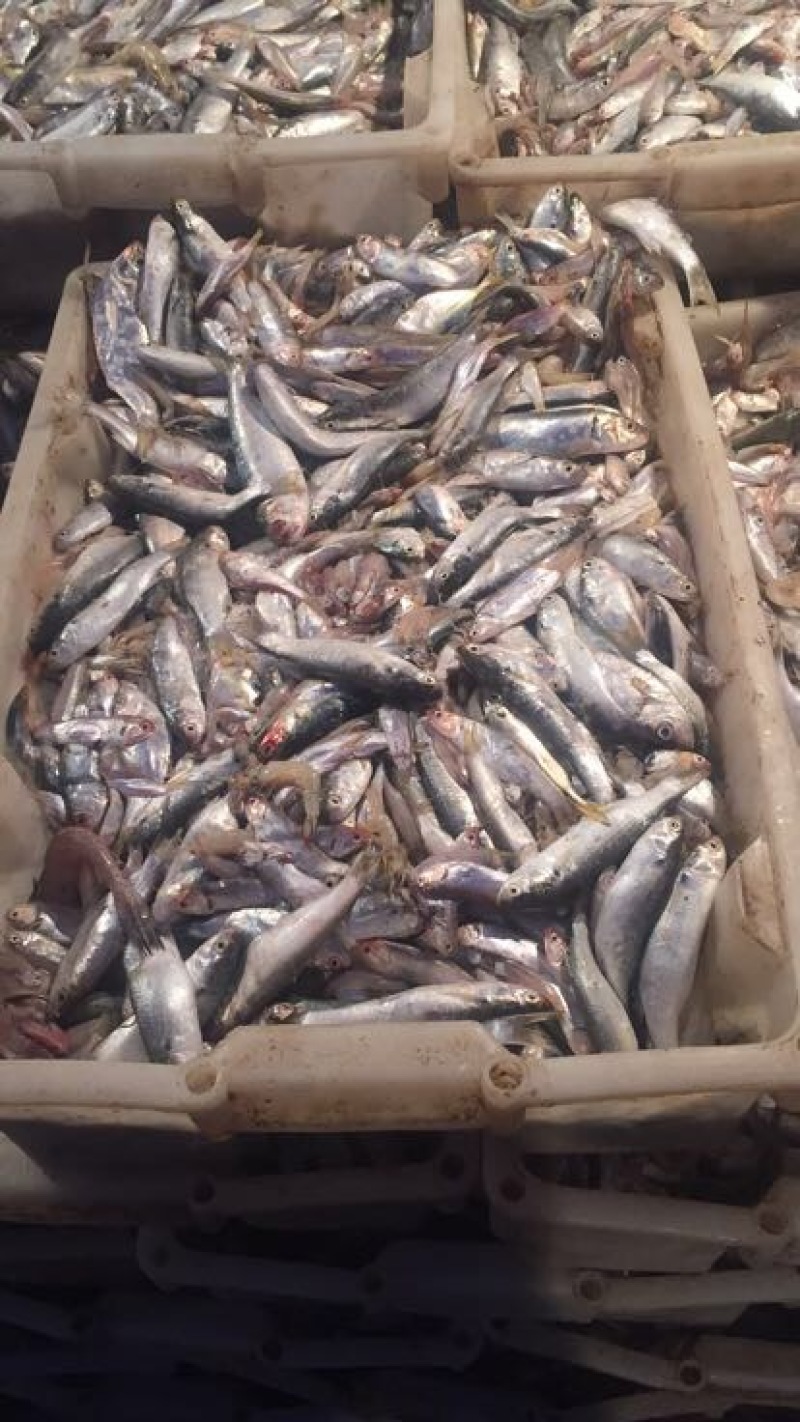 饲料鱼
