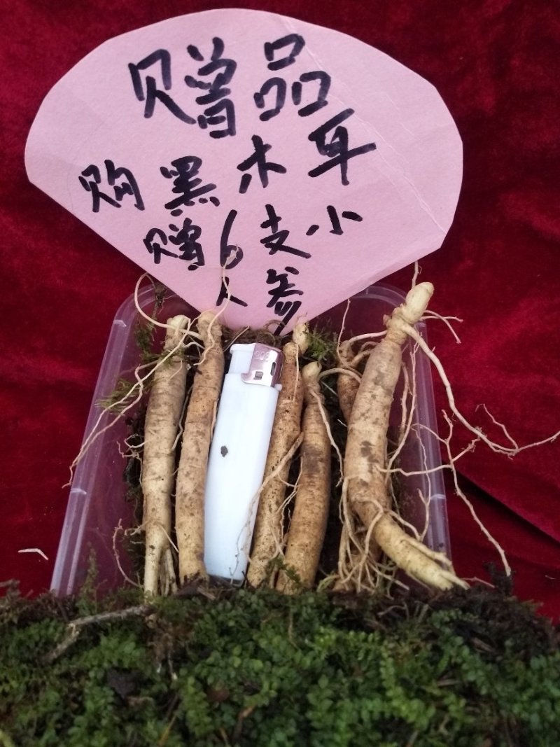 长白山黑木耳，野生木耳。