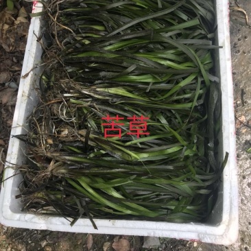 苦草