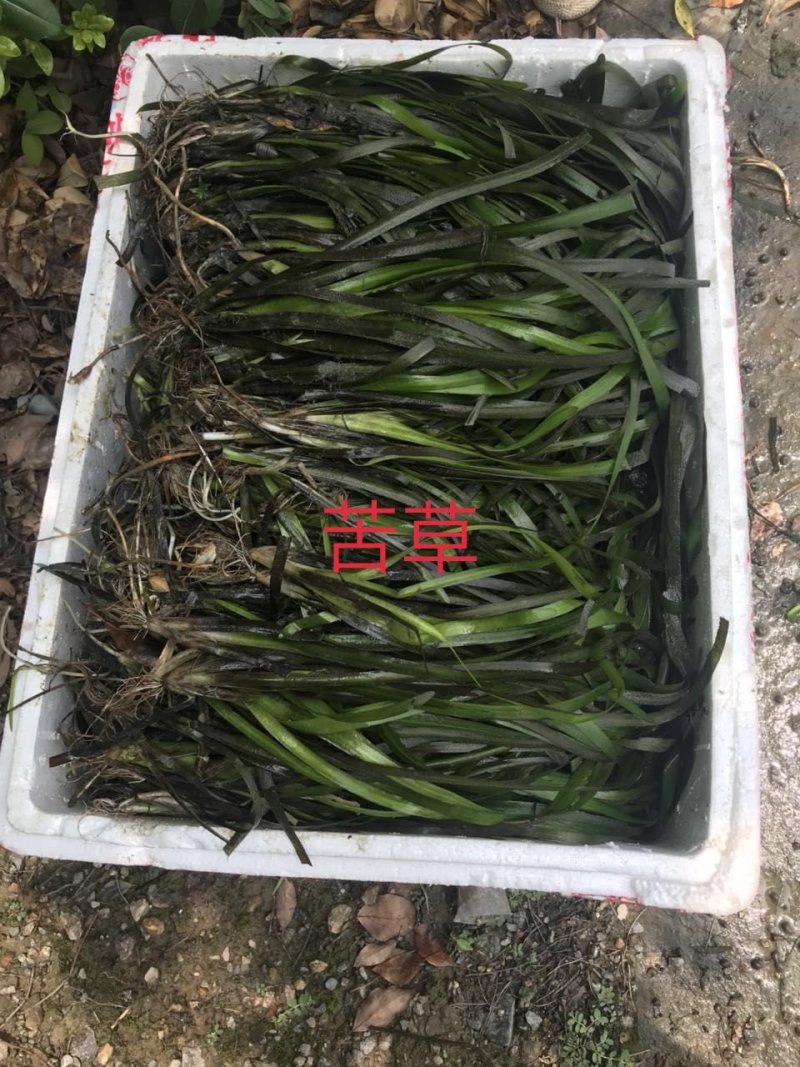 苦草
