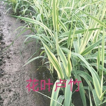花叶芦竹