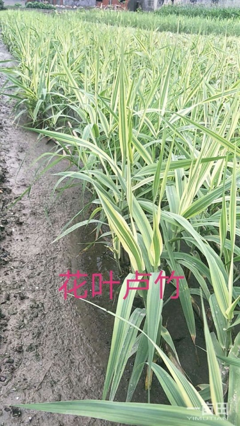 花叶芦竹