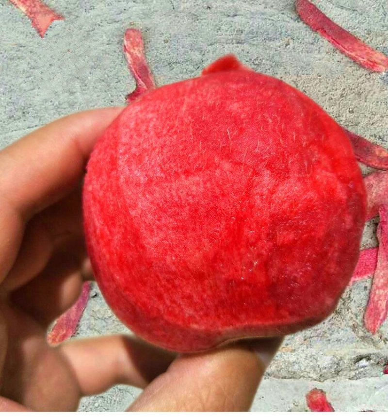 血桃苗红皮红肉血桃树苗离核口感甜基地直发，保证品种纯度