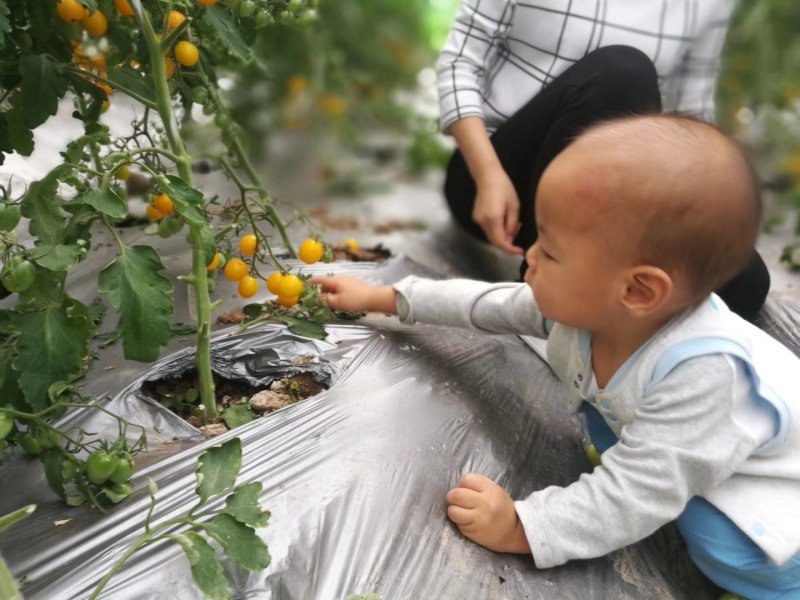 双色膜，反光膜，防草防虫银黑地膜净重10斤