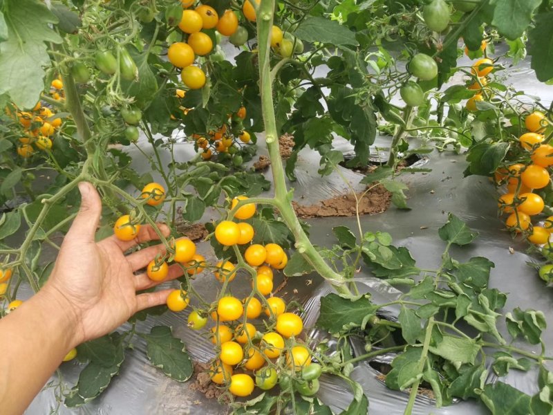 双色膜，反光膜，防草防虫银黑地膜净重10斤