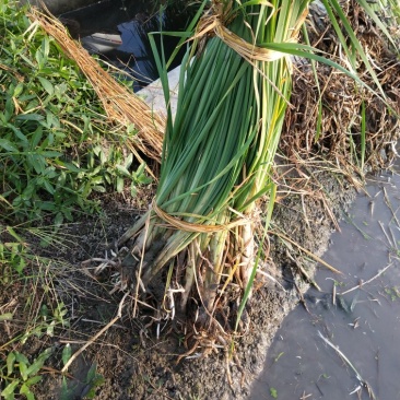 香蒲