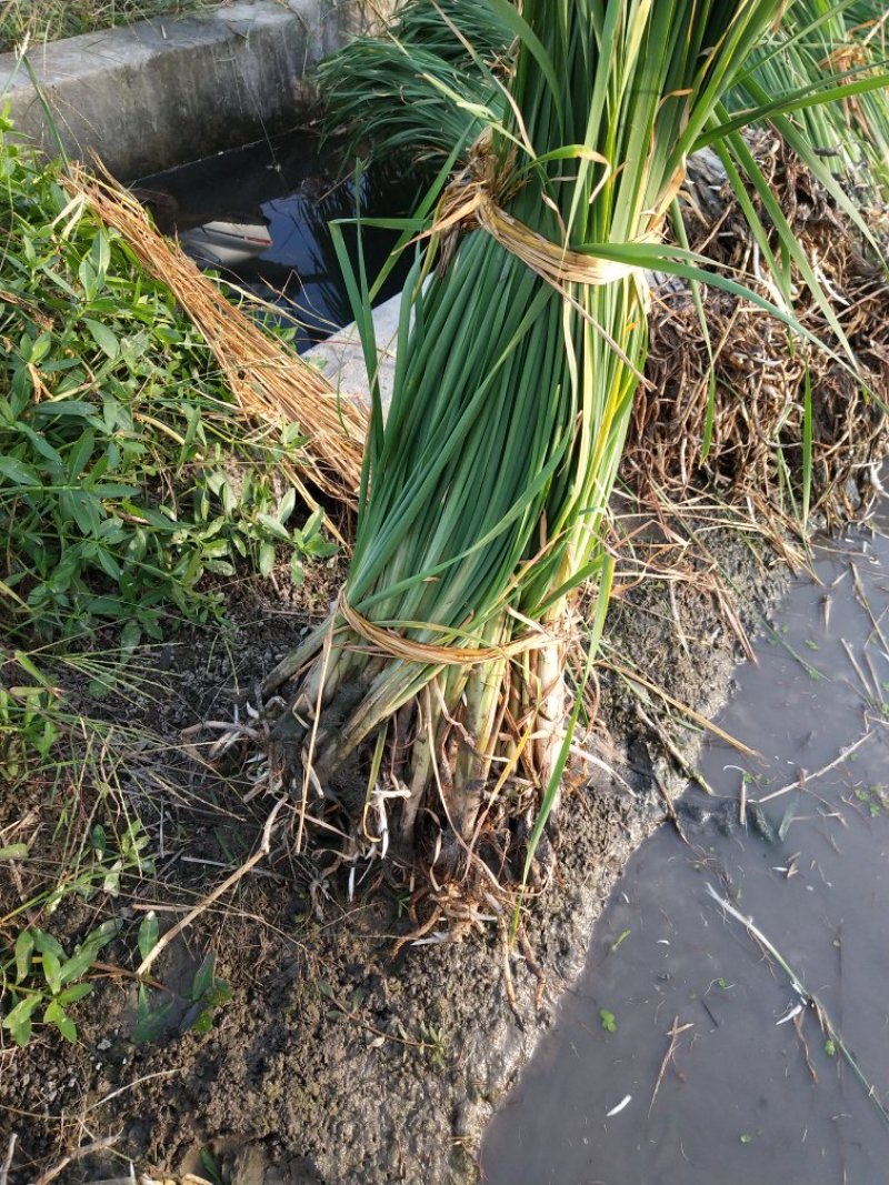 香蒲