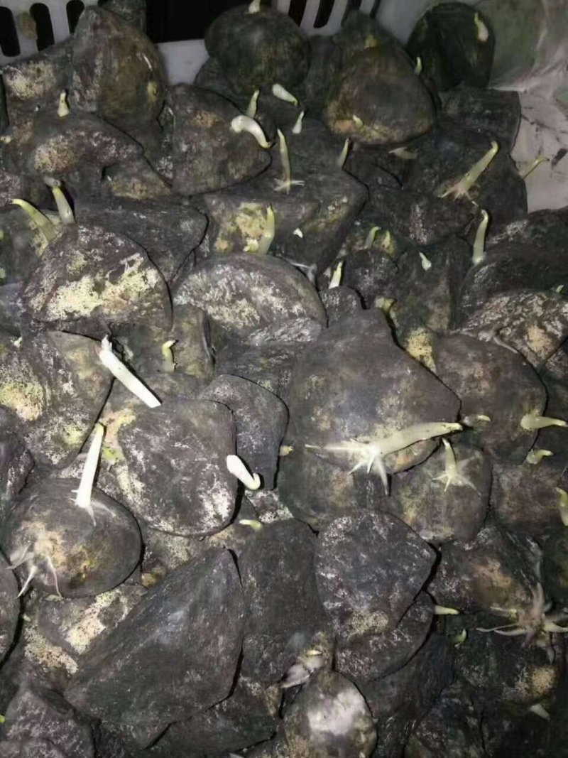 优质脱毒土豆种子原种，抗病强产量高，提供种植技术。