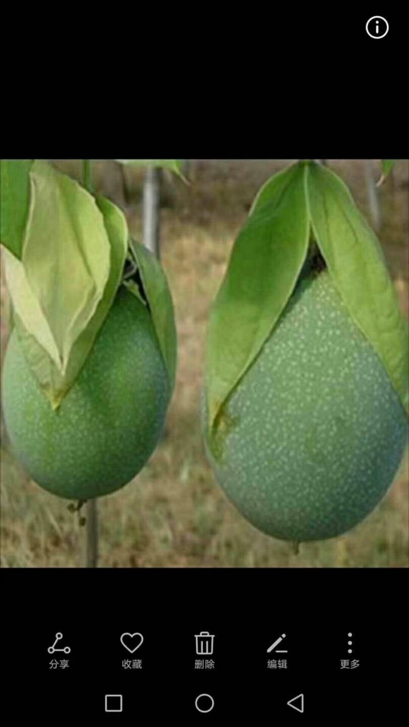 黄金百香果苗10~20cm