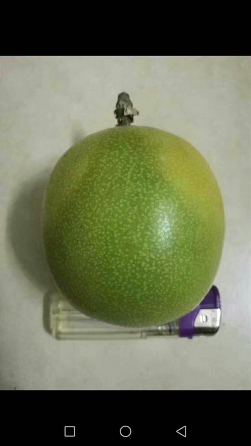 黄金百香果苗10~20cm