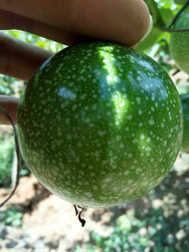 黄金百香果苗10~20cm